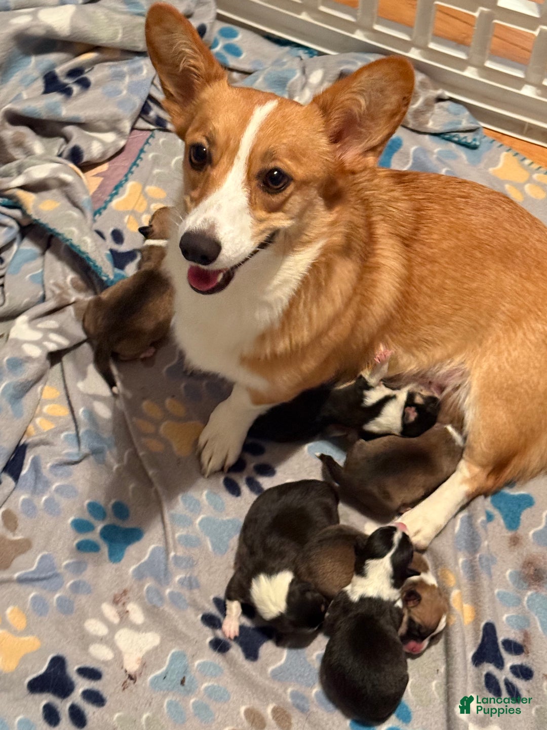 Welsh Corgi Pembroke dogs for sale: Jacob - Ad 3