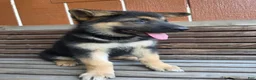 German Shepherd dogs for sale: German Shepherd -Female - Ad 3
