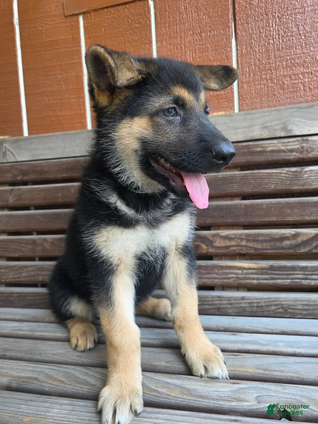 German Shepherd dogs for sale: German Shepherd -Female - Ad 3