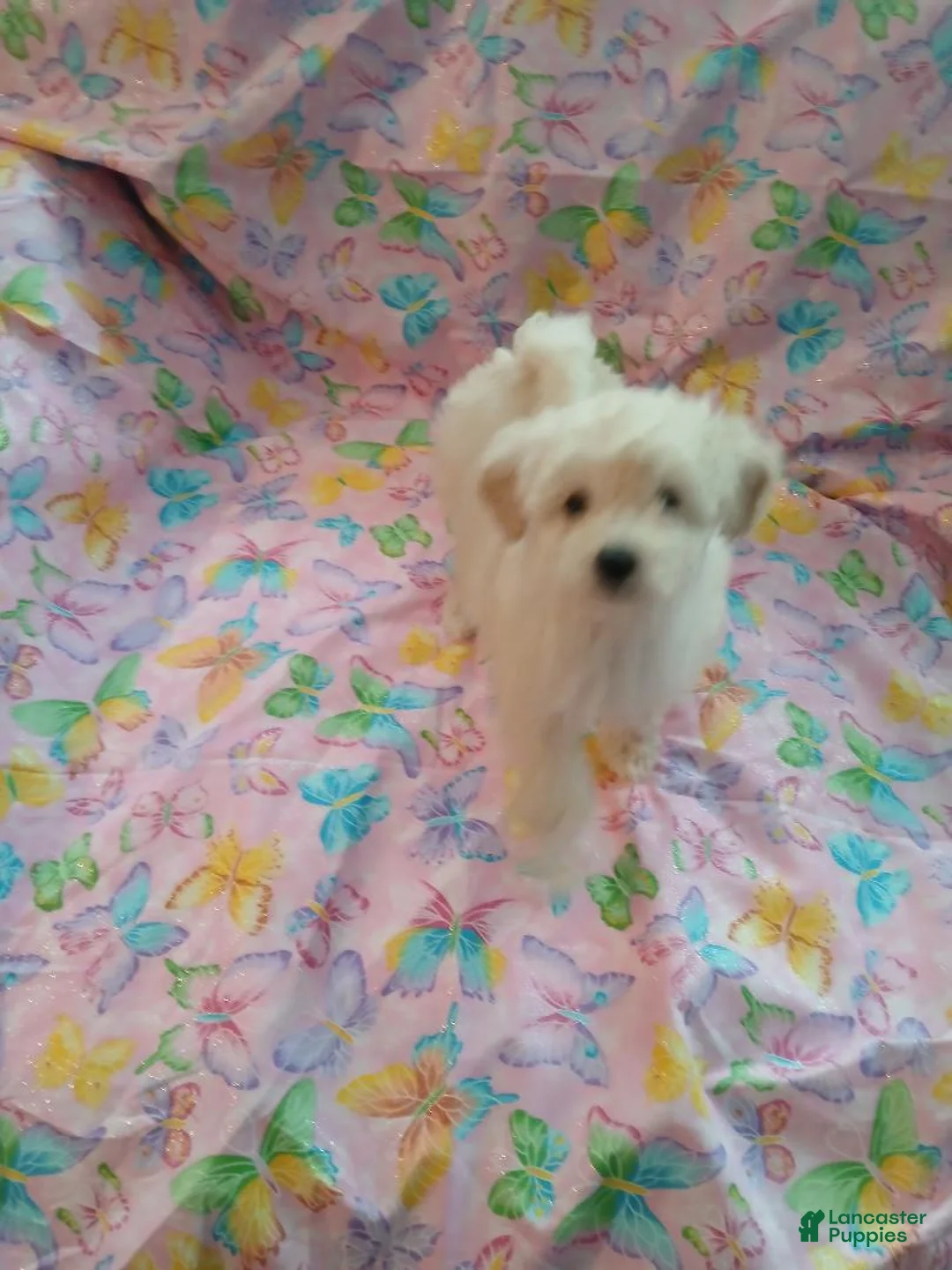 Toy Poodle dogs for sale: White F! - Ad 1