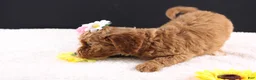 Mini Goldendoodle dogs for sale: Mini Goldendoodle 5 - Ad 10