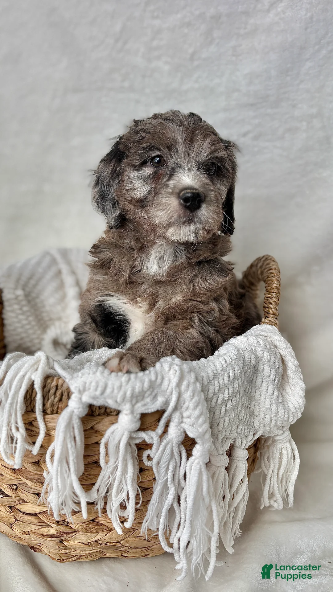 Bernedoodle dogs for sale: Bella - Ad 10