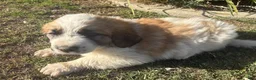 Mixed Breed dogs for sale: Mixed Breed Puppy 5 - Ad 2