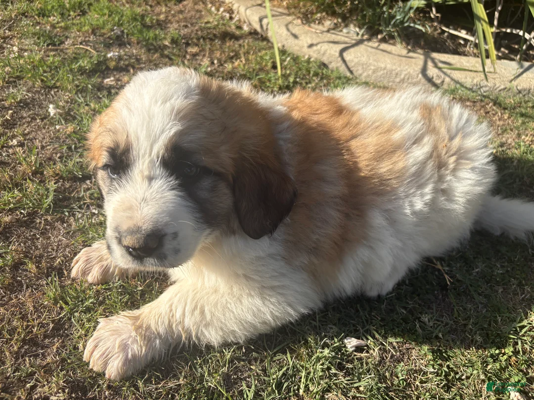 Mixed Breed dogs for sale: Mixed Breed Puppy 5 - Ad 2