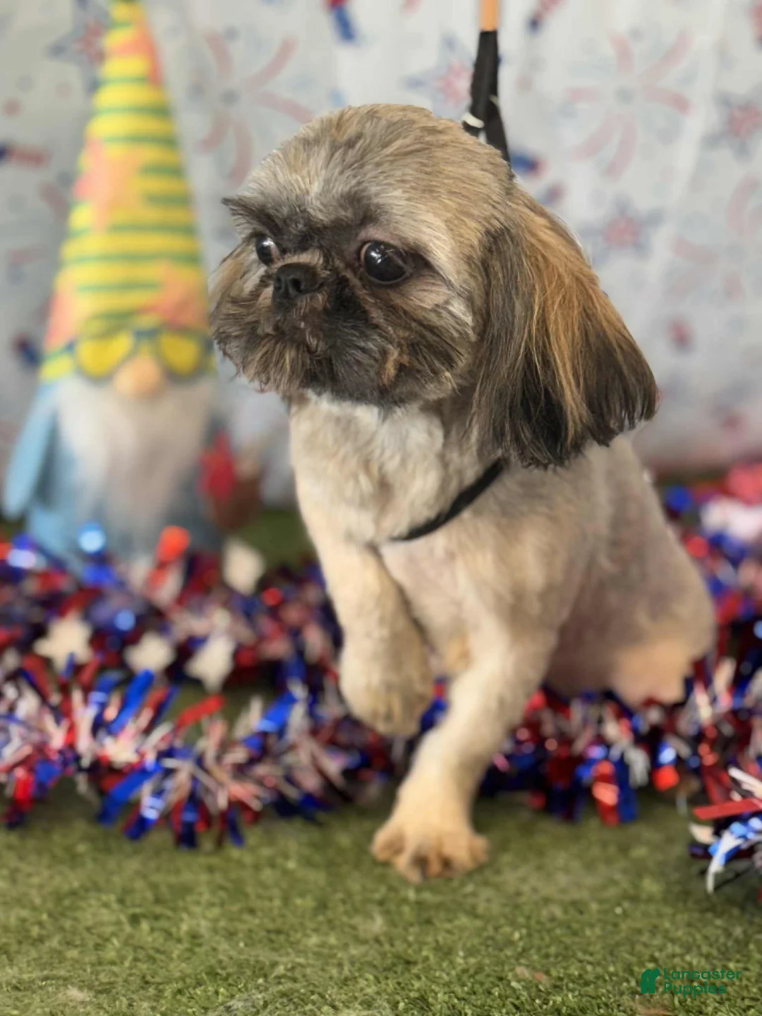 Shih Tzu dogs for sale: Shih Tzu Puppy 2 - Ad 4