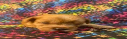 Yorkshire Terrier dogs for sale: Yorkshire Terrier 1 girl - Ad 5