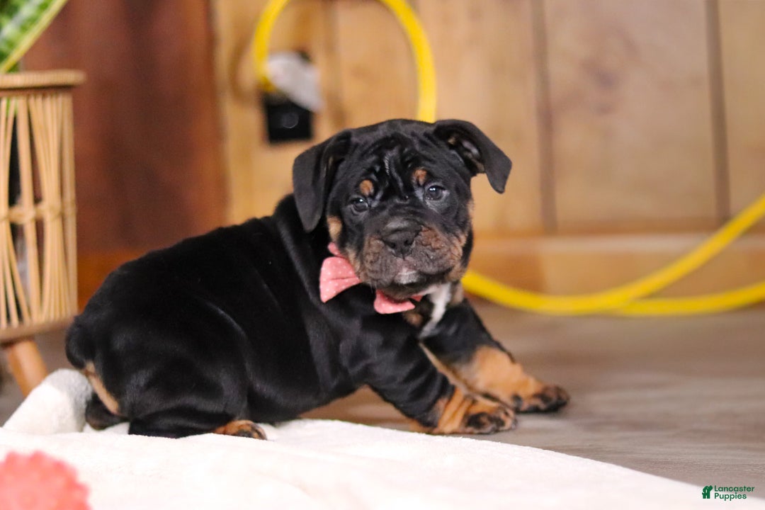 Mixed Breed dogs for sale: Sally - Ad 9