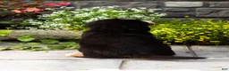 Bernese Mountain Dog dogs for sale: Marley  - Ad 4