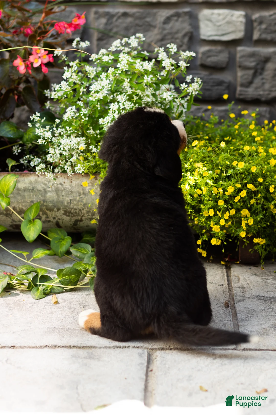 Bernese Mountain Dog dogs for sale: Marley  - Ad 4