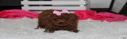 Miniature Poodle dogs for sale: Sasha  - Ad 8