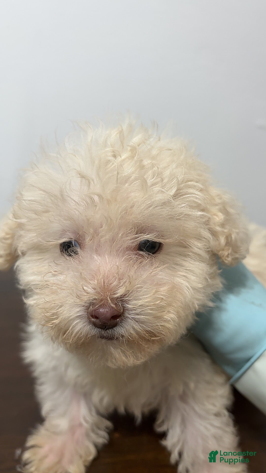 Miniature Poodle dogs for sale: Daisy - Ad 4