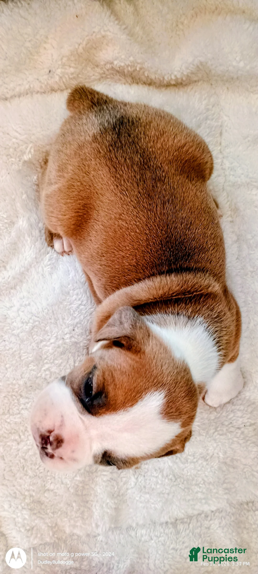 Olde English Bulldogge dogs for sale: Olde English Bulldogge Nyx - Ad 3