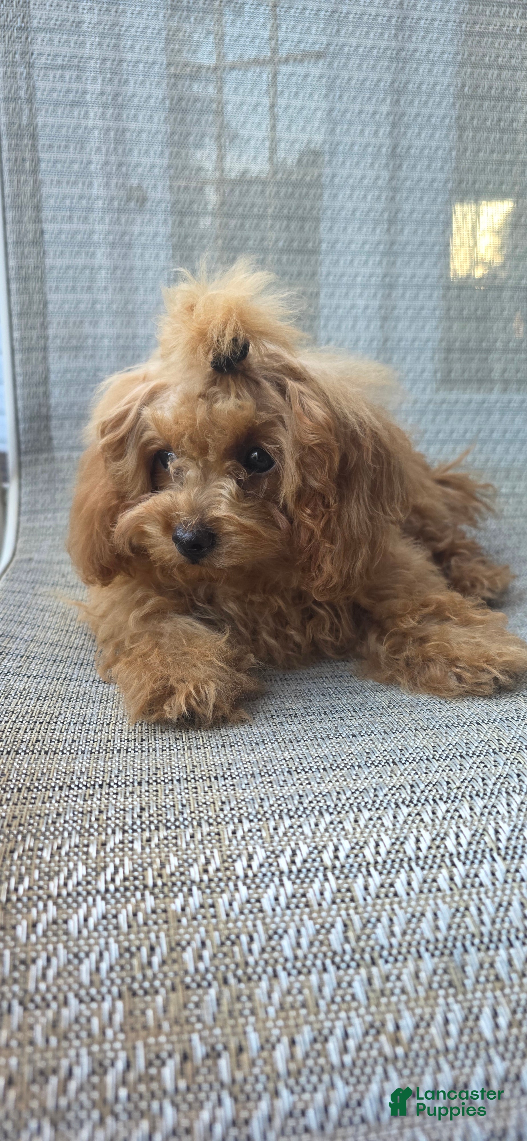 Maltipoo dogs Lucy - Ad 2