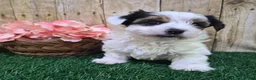 Biewer Terrier dogs for sale: Chanel Female Biewer Terrier - Ad 2