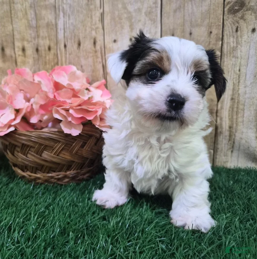 Biewer Terrier dogs for sale: Chanel Female Biewer Terrier - Ad 2