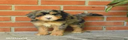 Bernedoodle dogs for sale: Blossom - Ad 4