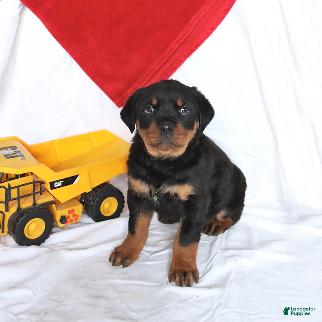 Rottweiler dogs for sale: Apollo - Ad 3