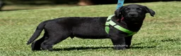 Labrador Retriever dogs for sale: Edward - Ad 3