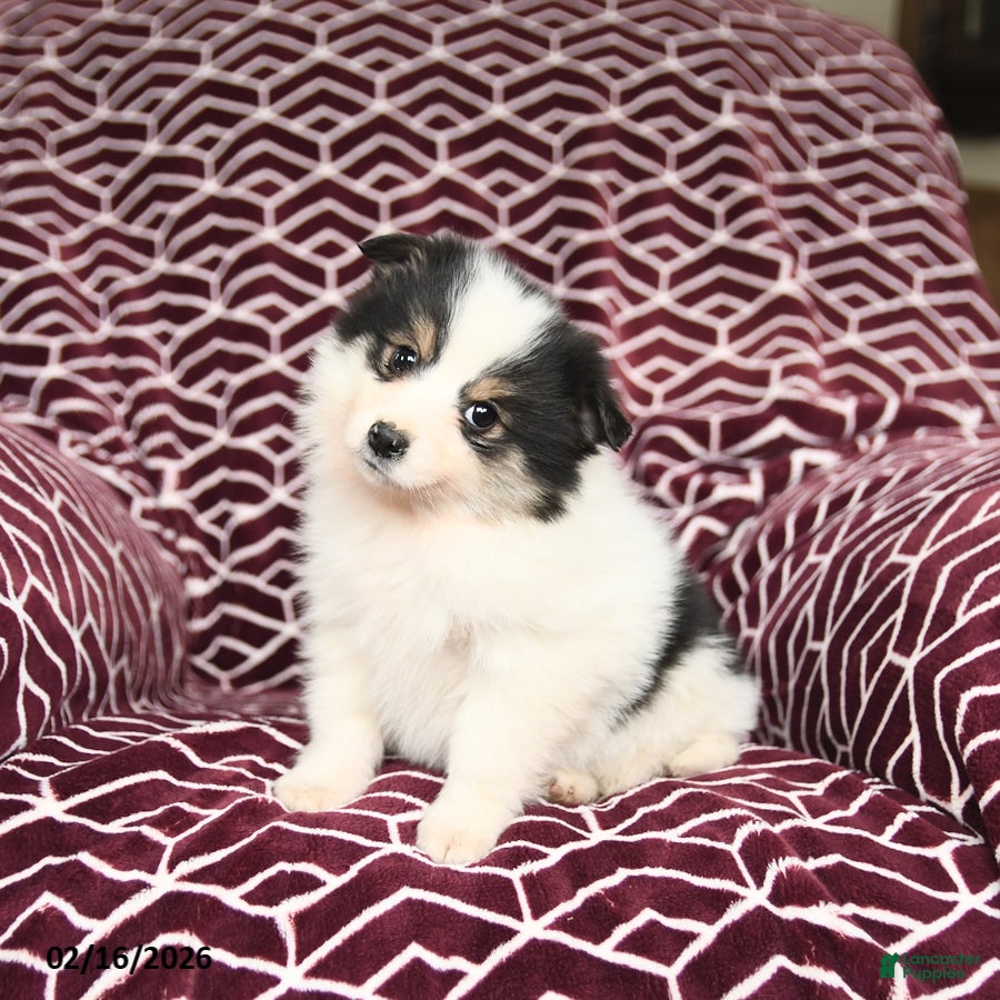 Mixed Breed dogs Lola - Ad 2