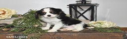 Cavalier King Charles Spaniel dogs for sale: Seth - Ad 1