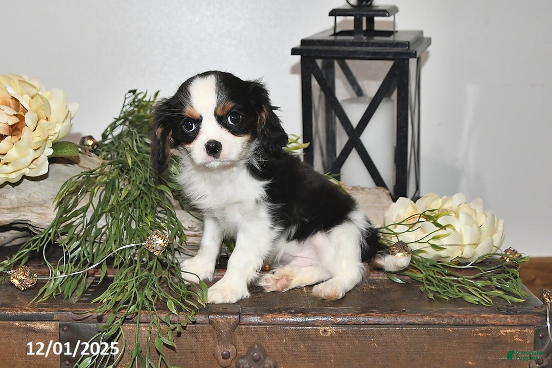 Cavalier King Charles Spaniel dogs for sale: Seth - Ad 1