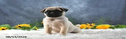 Pug dogs for sale: Logan - Ad 3