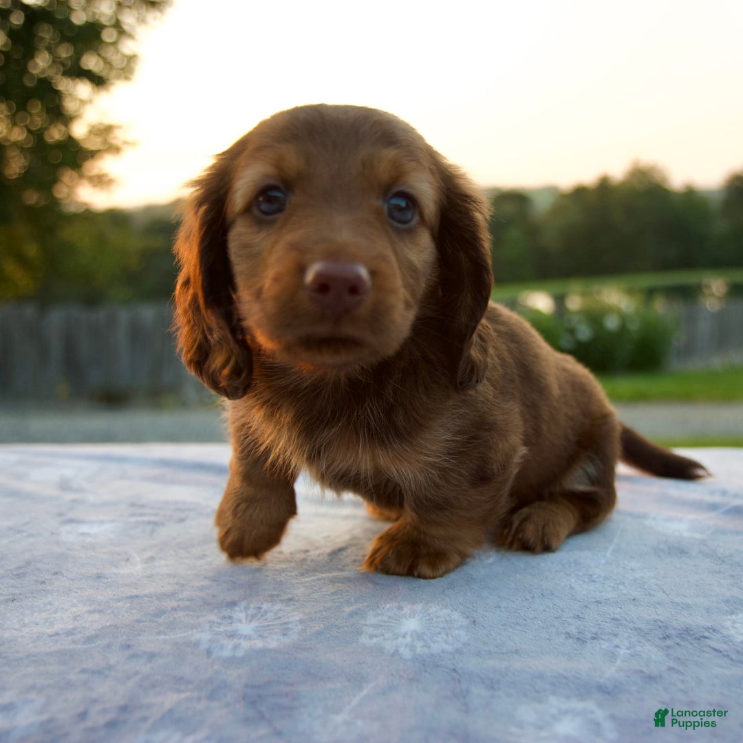 Dachshund Min Pin Shepherd Mix Weiner Dog Dachshund Ridgeback Mix
