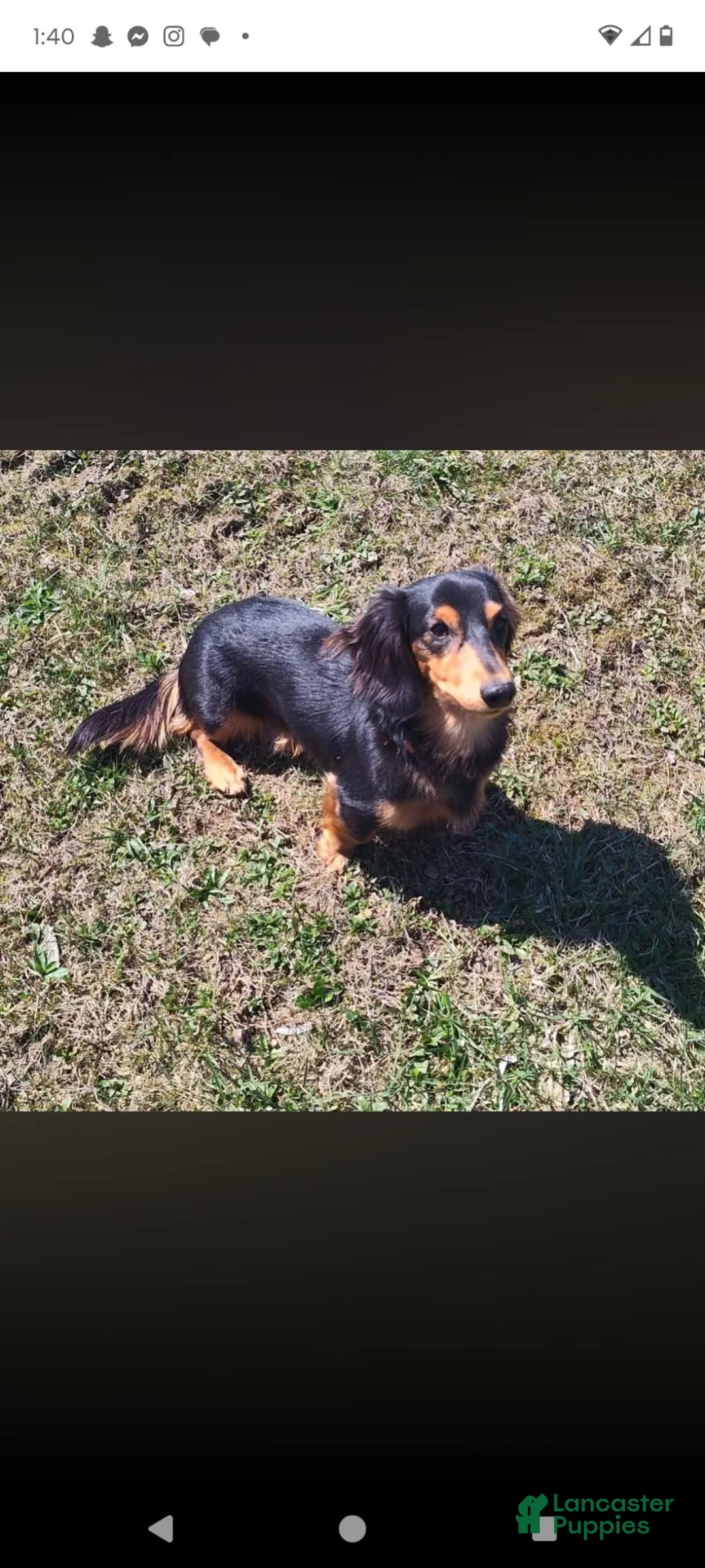 Miniature Dachshund dogs for stud: Stud service - Ad 6