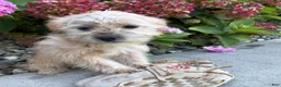 Shorkie dogs for sale: Axle - Ad 4