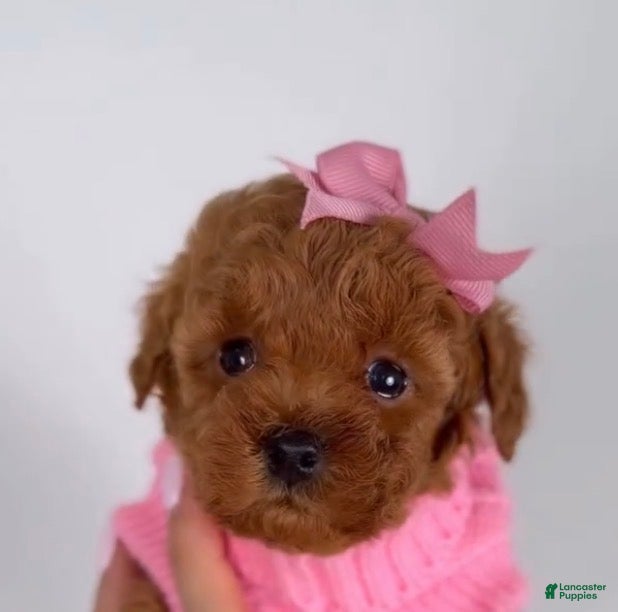 Maltipoo dogs for sale: Bonbon 🍬 - Ad 1