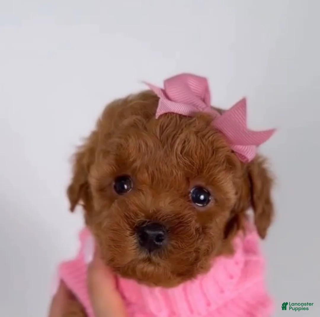 Maltipoo dogs for sale: Bonbon 🍬 - Ad 1