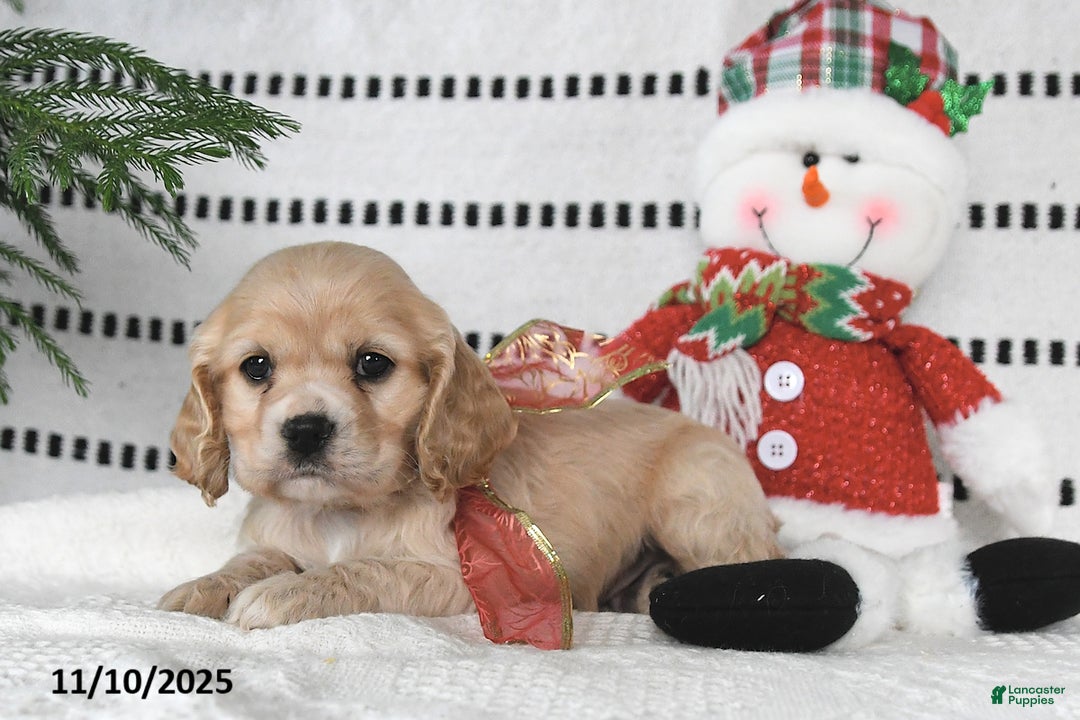 Cocker Spaniel dogs for sale: Dasher - Ad 10