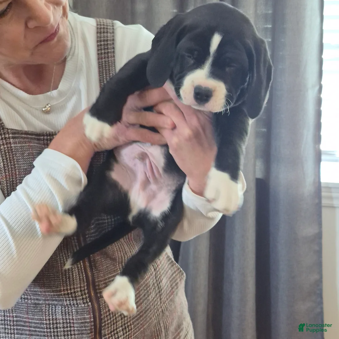 Mixed Breed dogs for sale: Charlie  - Ad 3