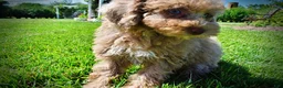 Havapoo dogs for sale: Gorgeous - Ad 9