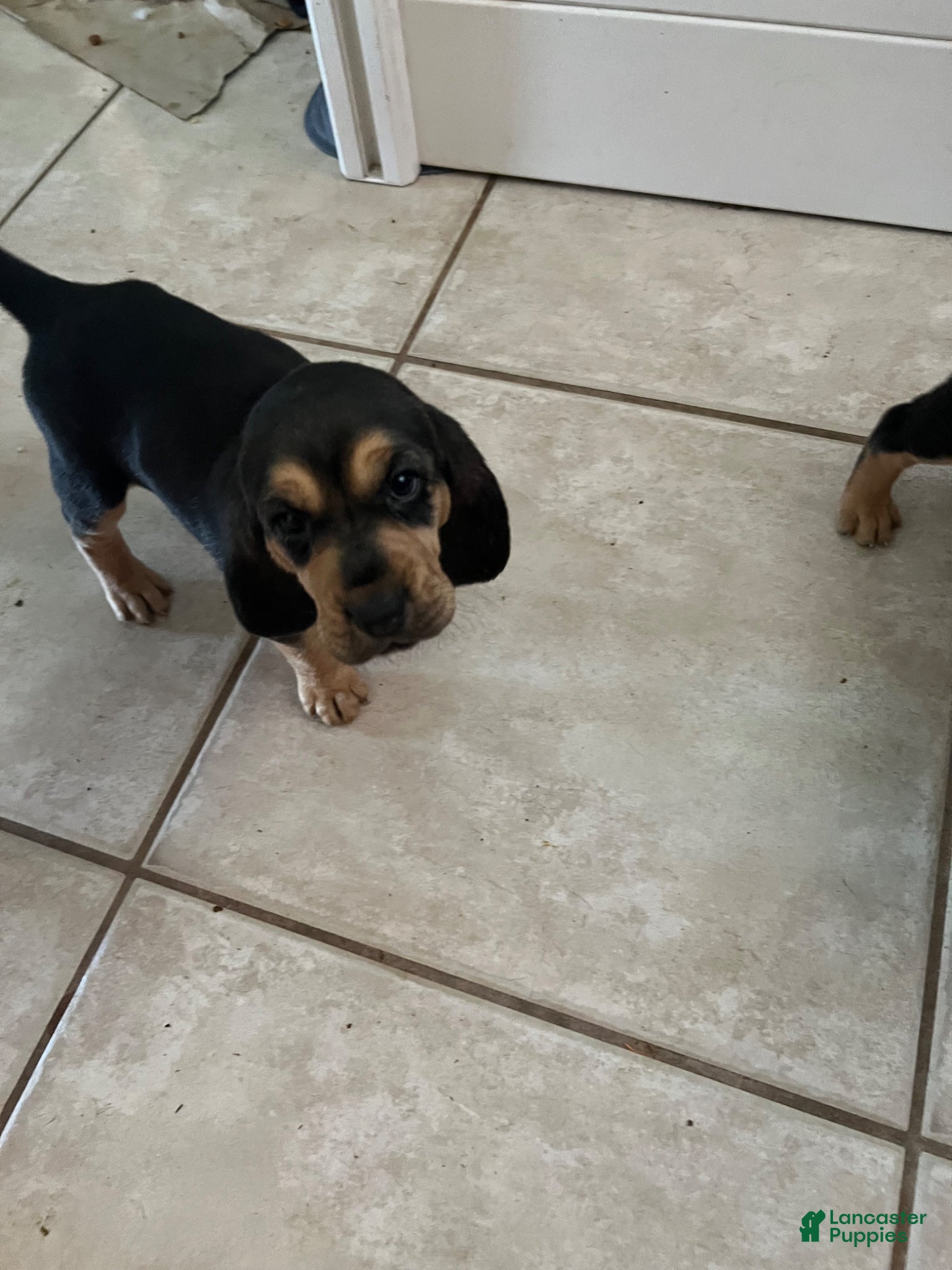 Bloodhound dogs Bloodhound Puppy 4 - Ad 6