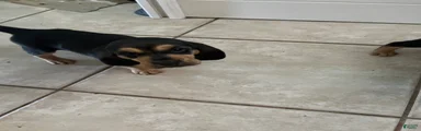 Bloodhound Puppy 4