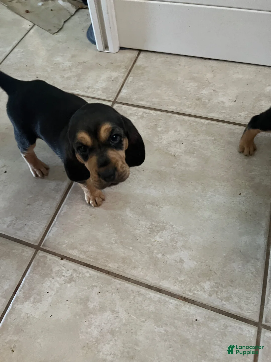 Bloodhound dogs for sale: Bloodhound Puppy 4 - Ad 1