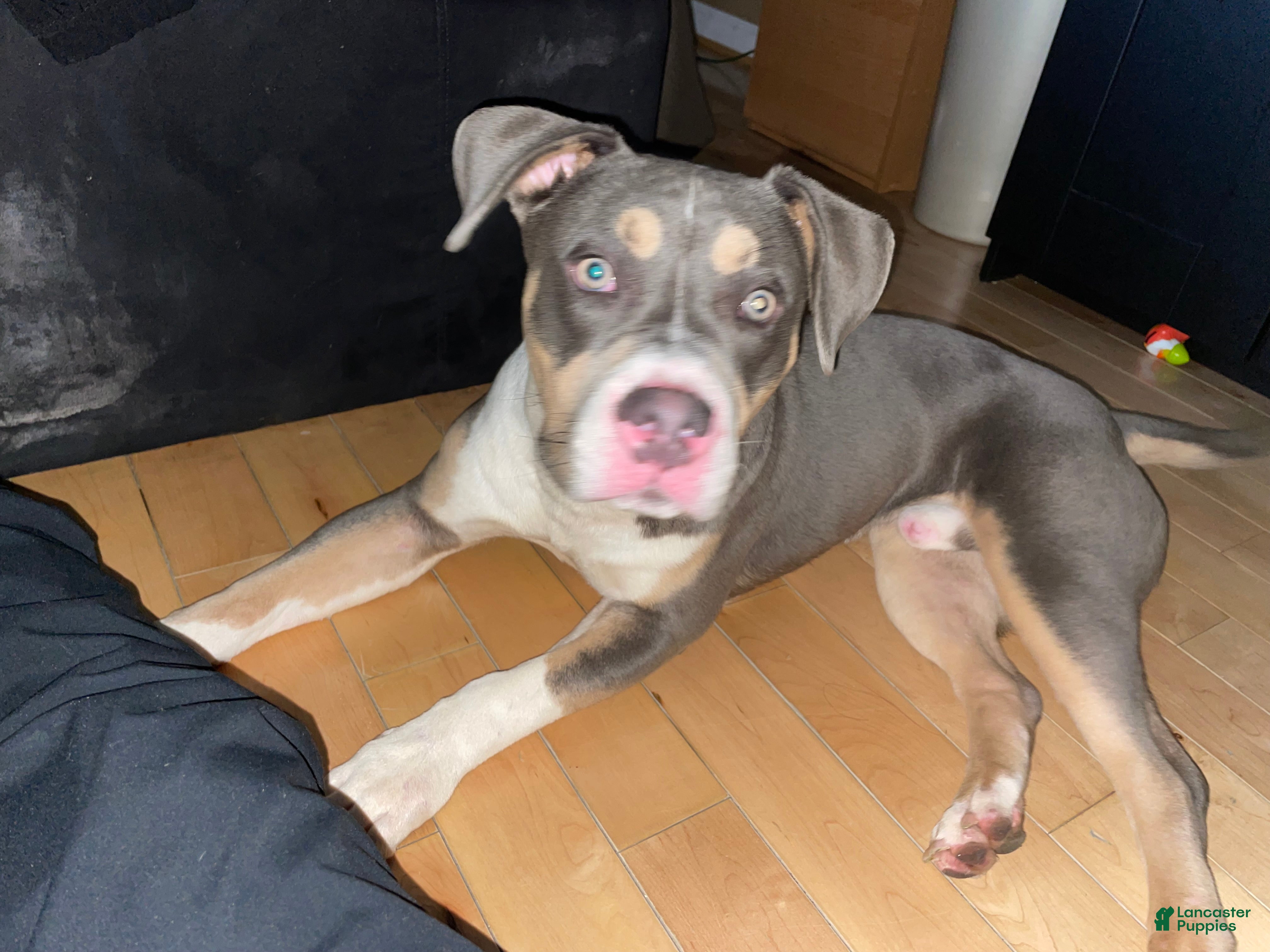 American Pit Bull Terrier dogs for sale: American Pit Bull Terrier Puppy 1 - Ad 1