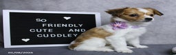 Papillon dogs for sale: Nelly - Ad 5