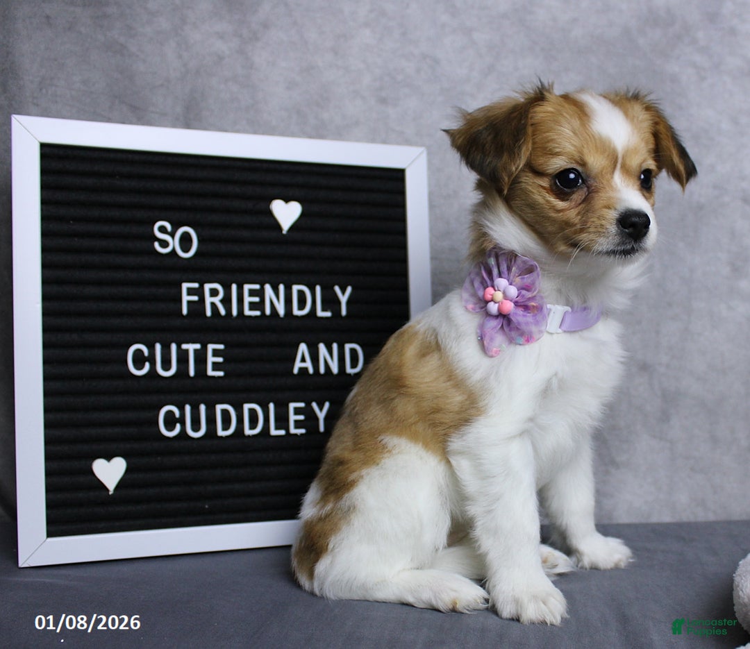 Papillon dogs for sale: Nelly - Ad 5