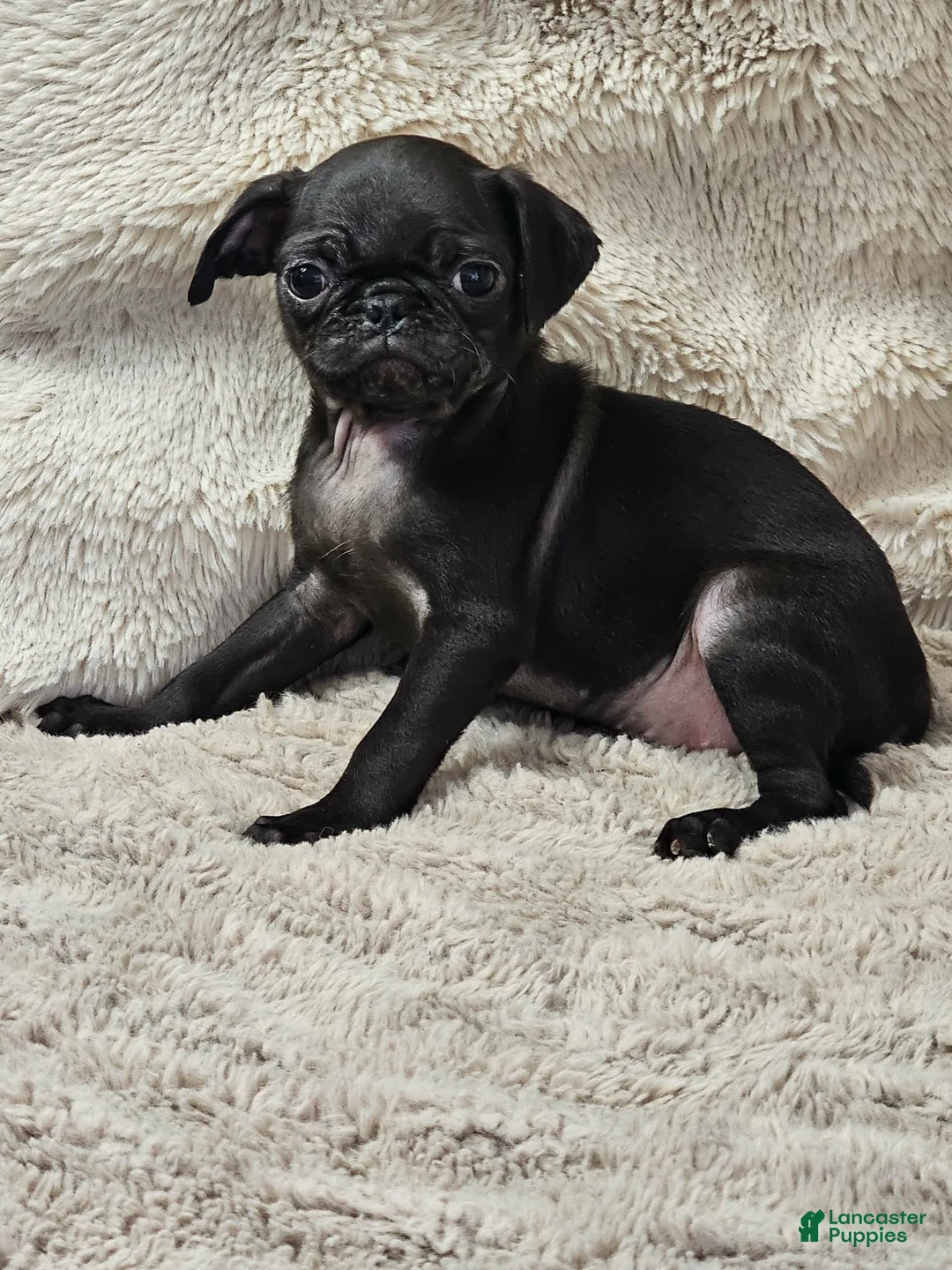Pug dogs for sale: Lilly - Ad 1
