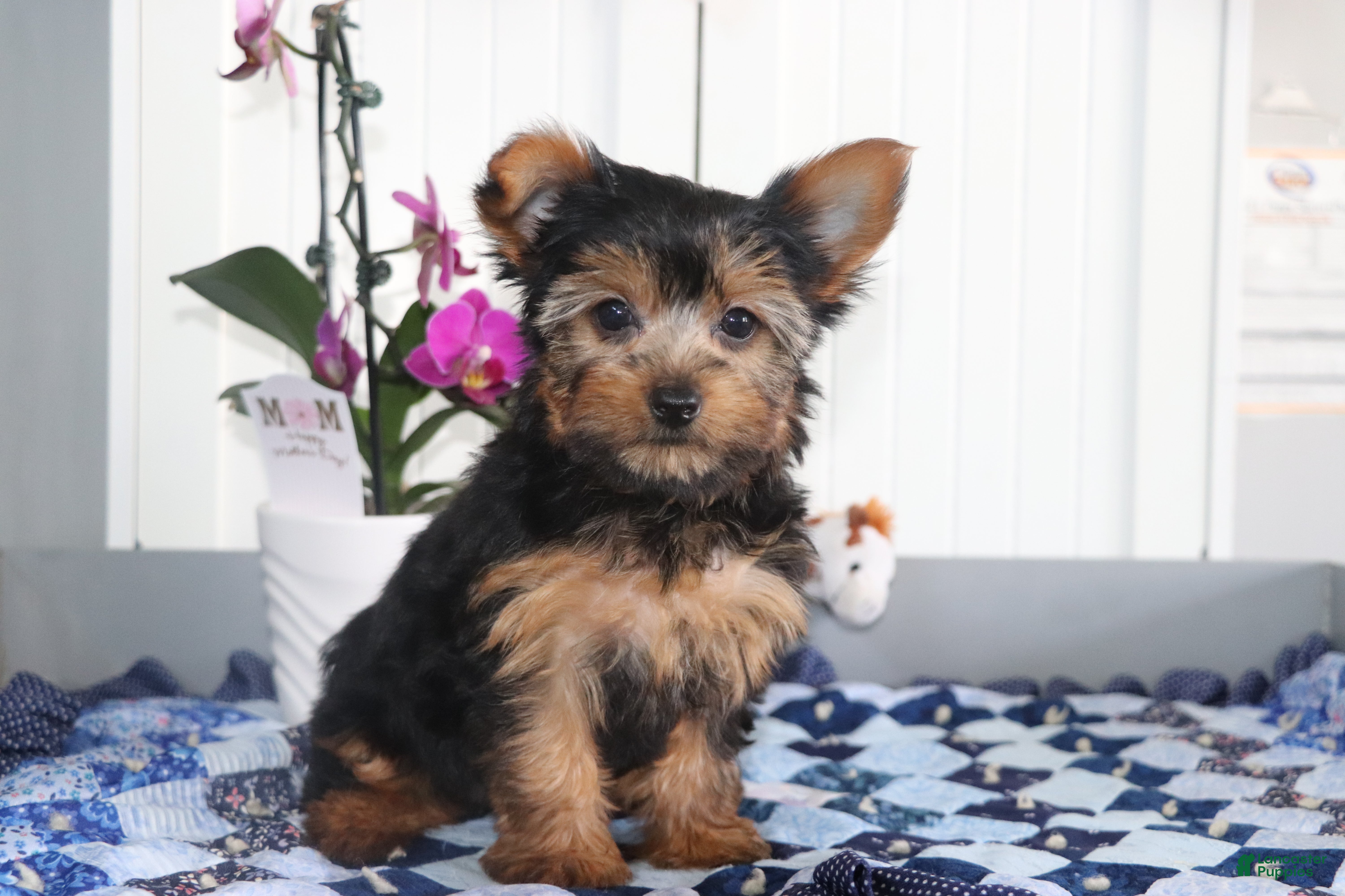 Yorkshire Terrier dogs Violet - Ad 1