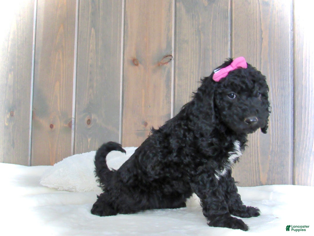 Mini Goldendoodle dogs for sale: Bella - Ad 15