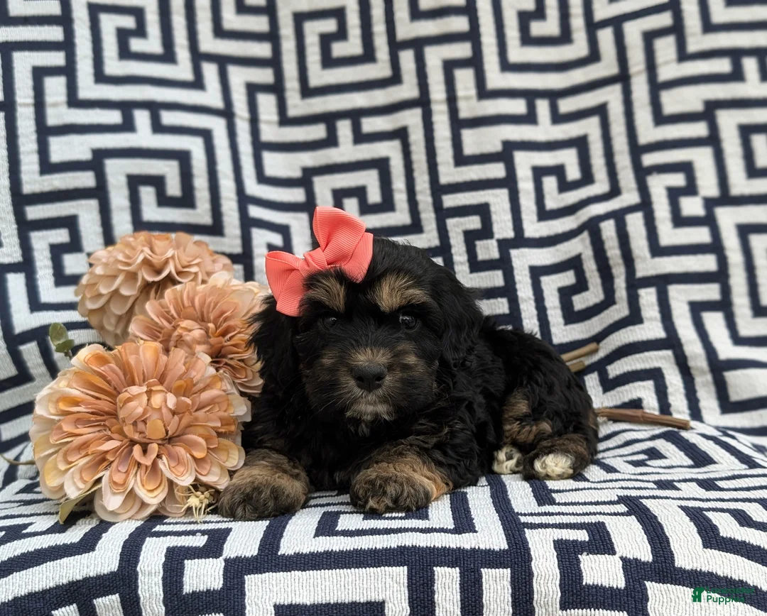 Cockapoo dogs for sale: Lauralee - Ad 6