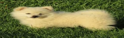 Mixed Breed dogs for sale: Candy - Ad 3
