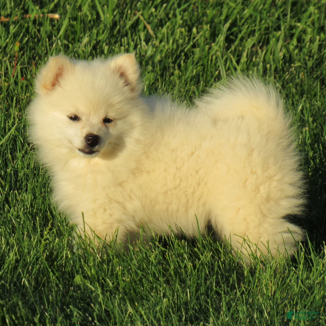 Mixed Breed dogs for sale: Candy - Ad 3