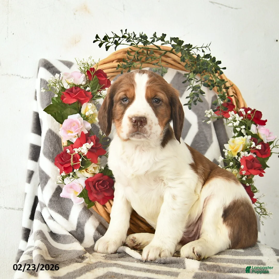English Springer Spaniel dogs for sale: Duke  - Ad 3