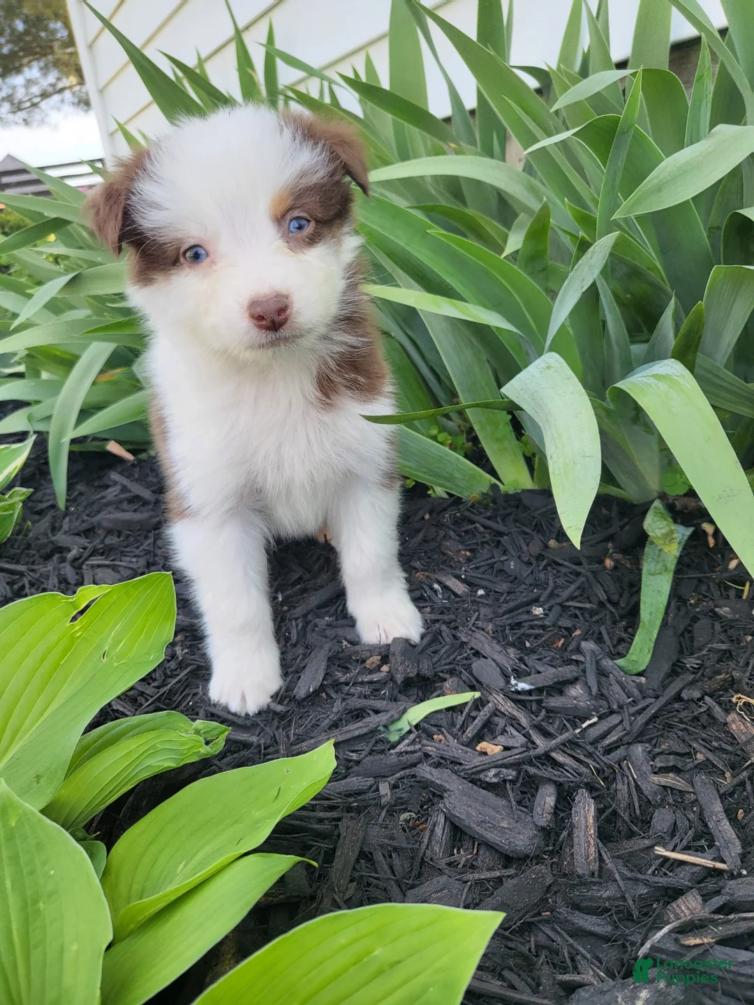 Australian Shepherd dogs for sale: Australian Shepherd Puppy 4 - Ad 2