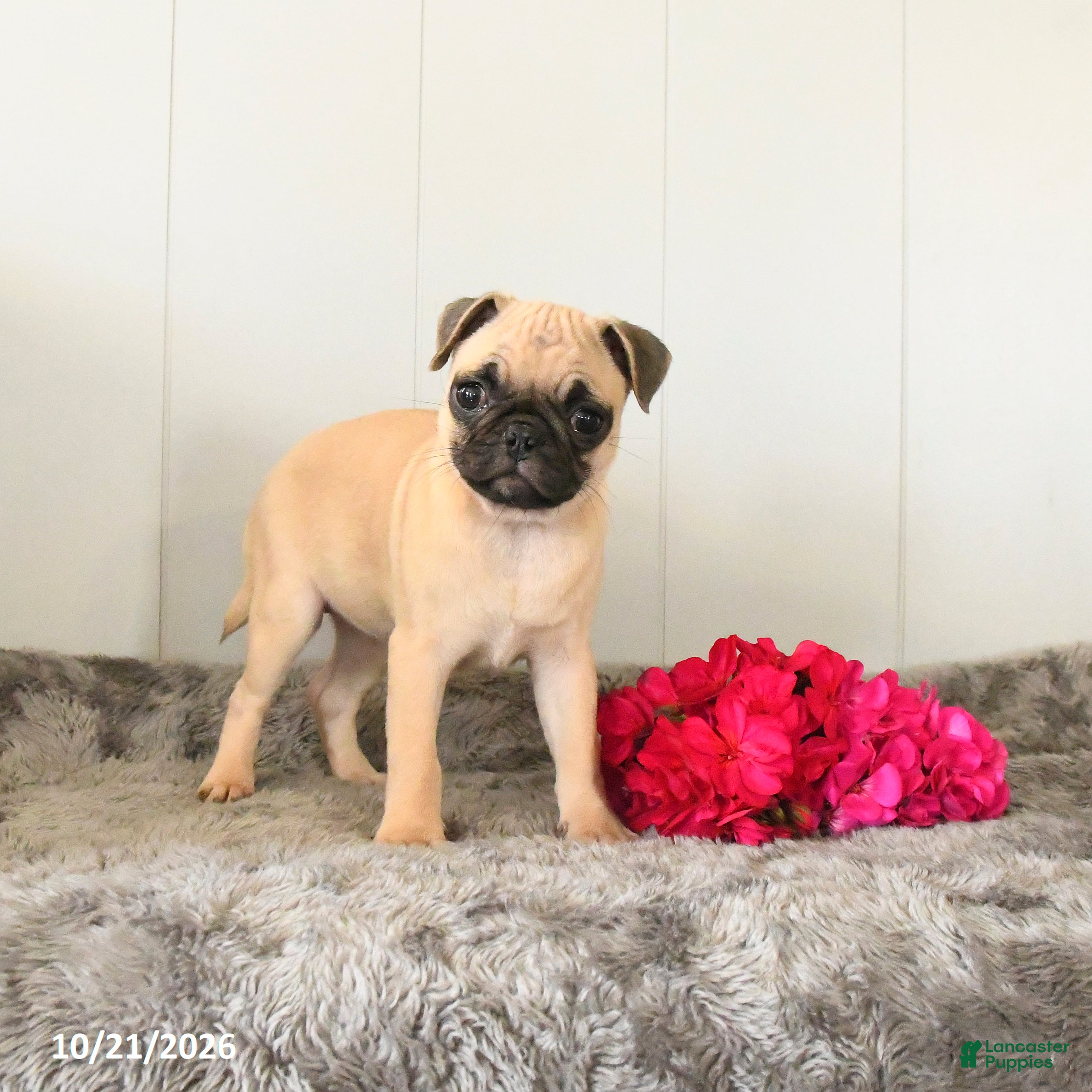 Pug dogs Macey - Ad 1