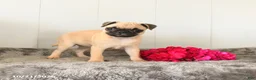 Pug dogs for sale: Macey - Ad 1